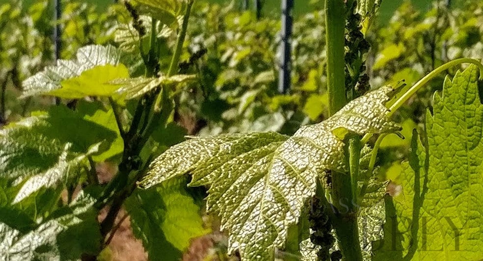 Is the Cru System a âCruâcial guide to quality?