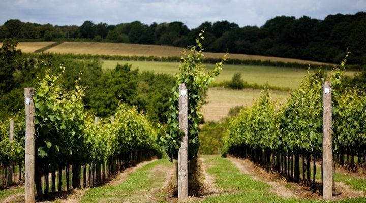 Hindleap Seyval Blanc Bluebell Vineyards