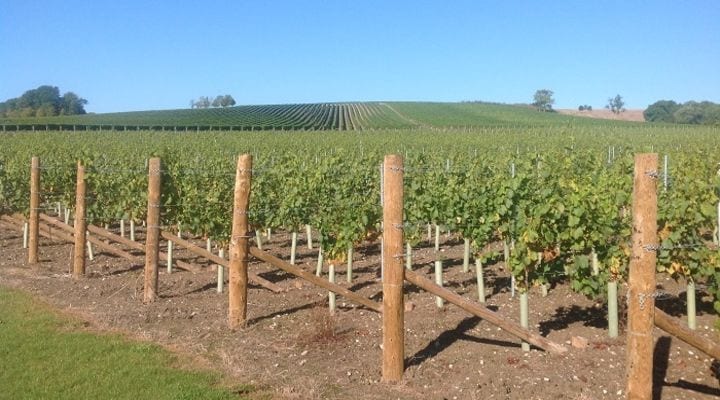 First-Ever Pinot Meunier RosÃ© from Exton Park
