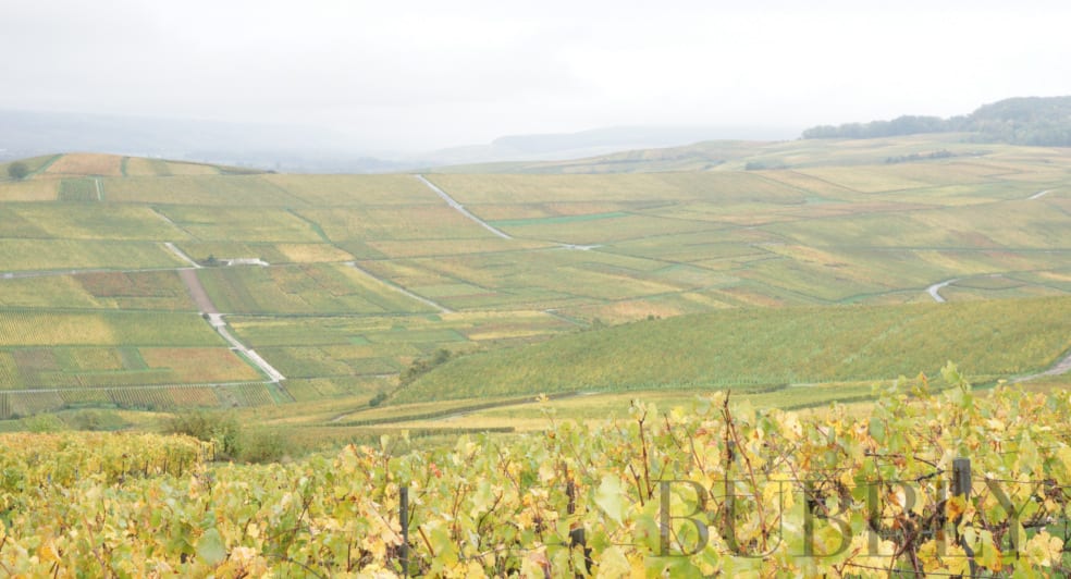 Vineyards of Ay
