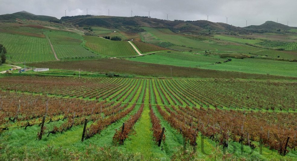 Vineyards of Sicily