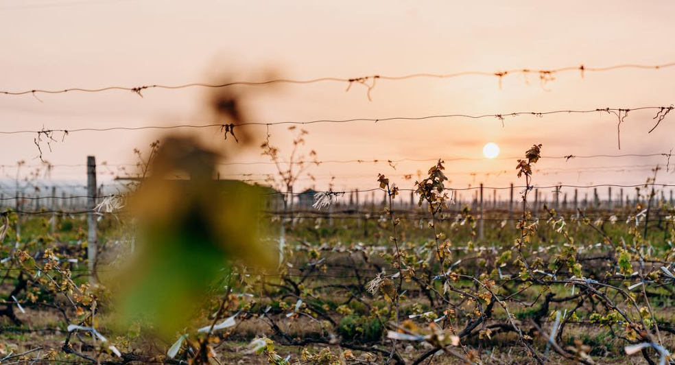 Fergana Wineregion